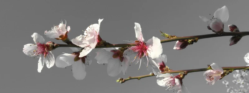 Balandžio mėnesio VINILO RITMAI rekomendacija